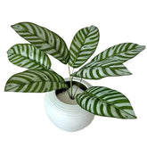 Zebra Leaf Green plant with green zebra stripe decor leaves in a white textured pot by Huitich